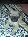 Mops Kvido