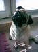 Mops Igor